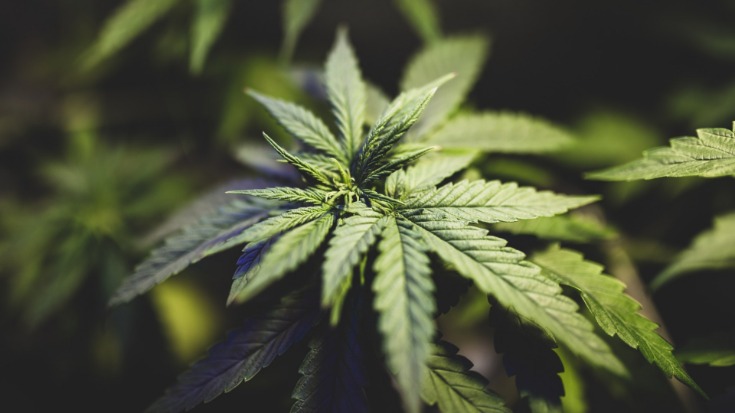 weed darknet market
