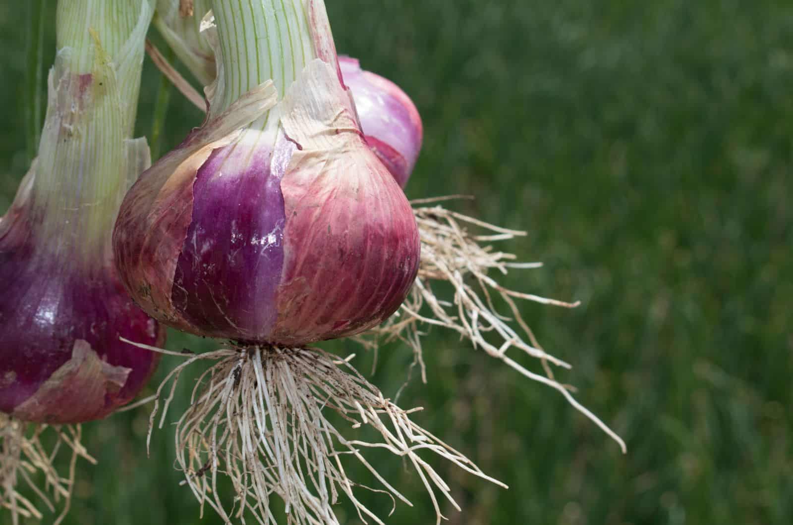 onion directory list